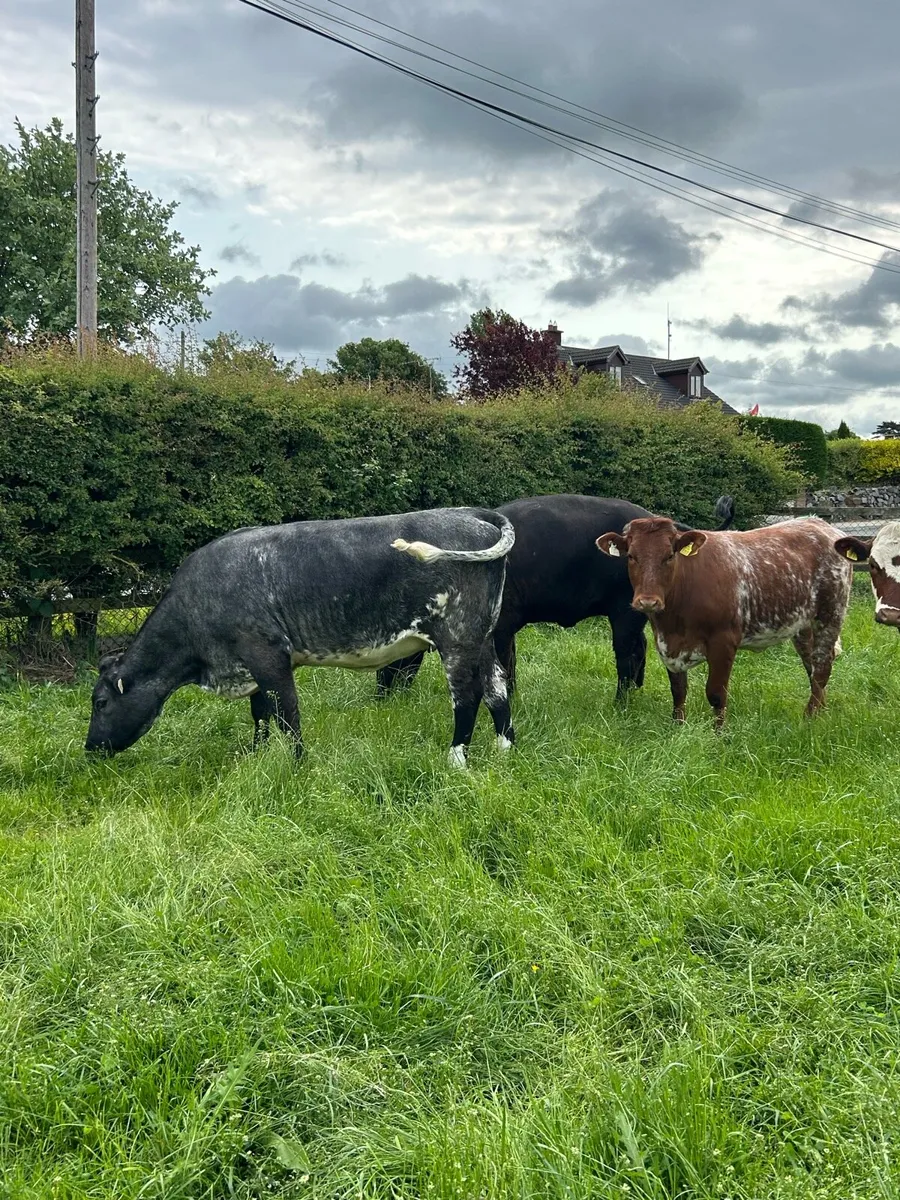 5 star Roan Shorthorn - Image 4