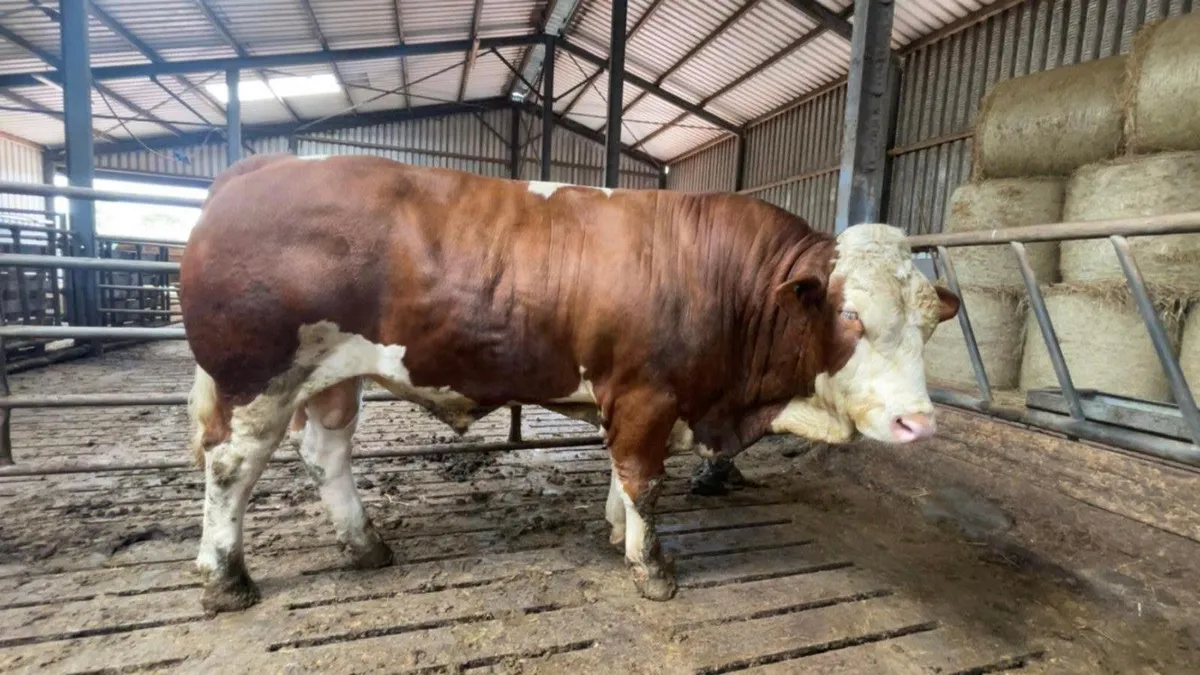 PBR Simmental Bull - Image 1