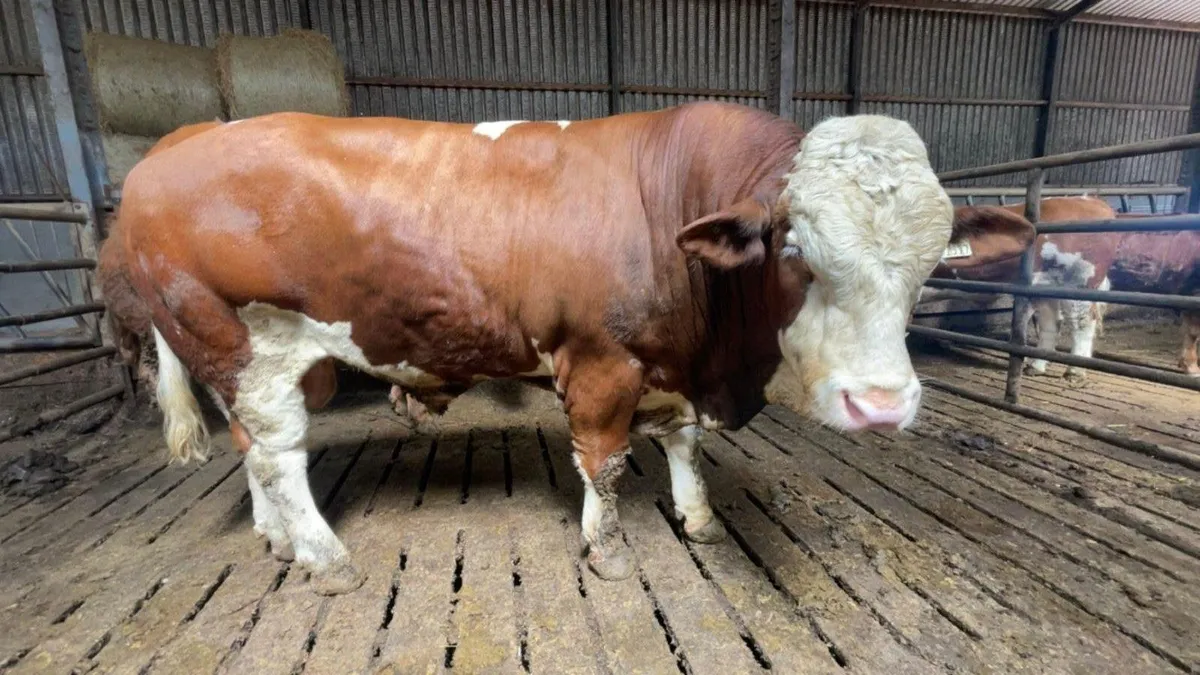 PBR Simmental Bull - Image 2