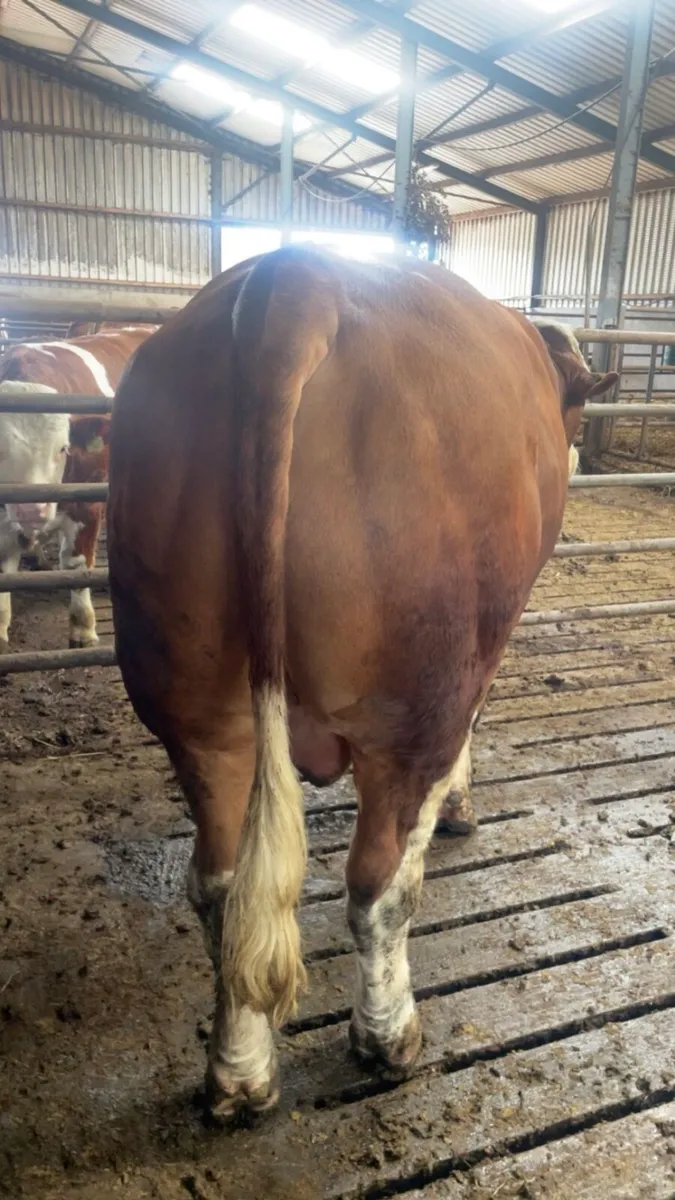PBR Simmental Bull - Image 3