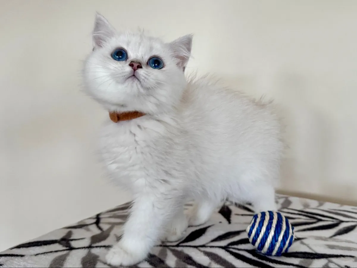 Pedigree British Shorthair & Longhair Kittens - Image 4