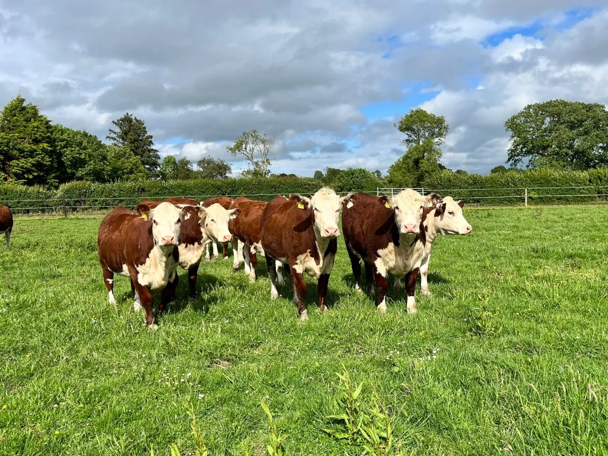 Pedigree Polled Hereford Heifers - Image 1
