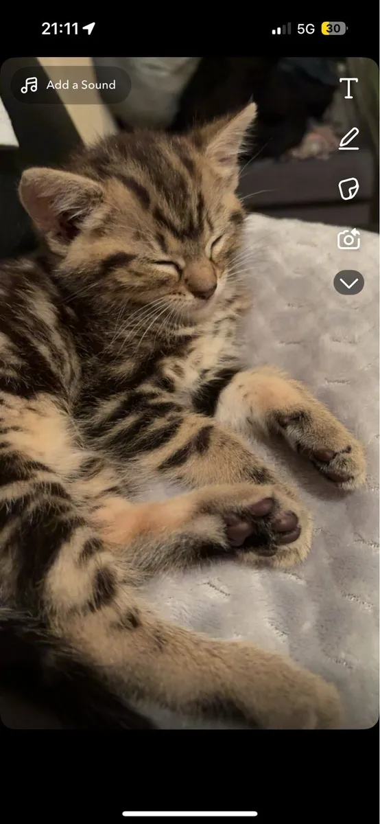 Kitten - Image 1