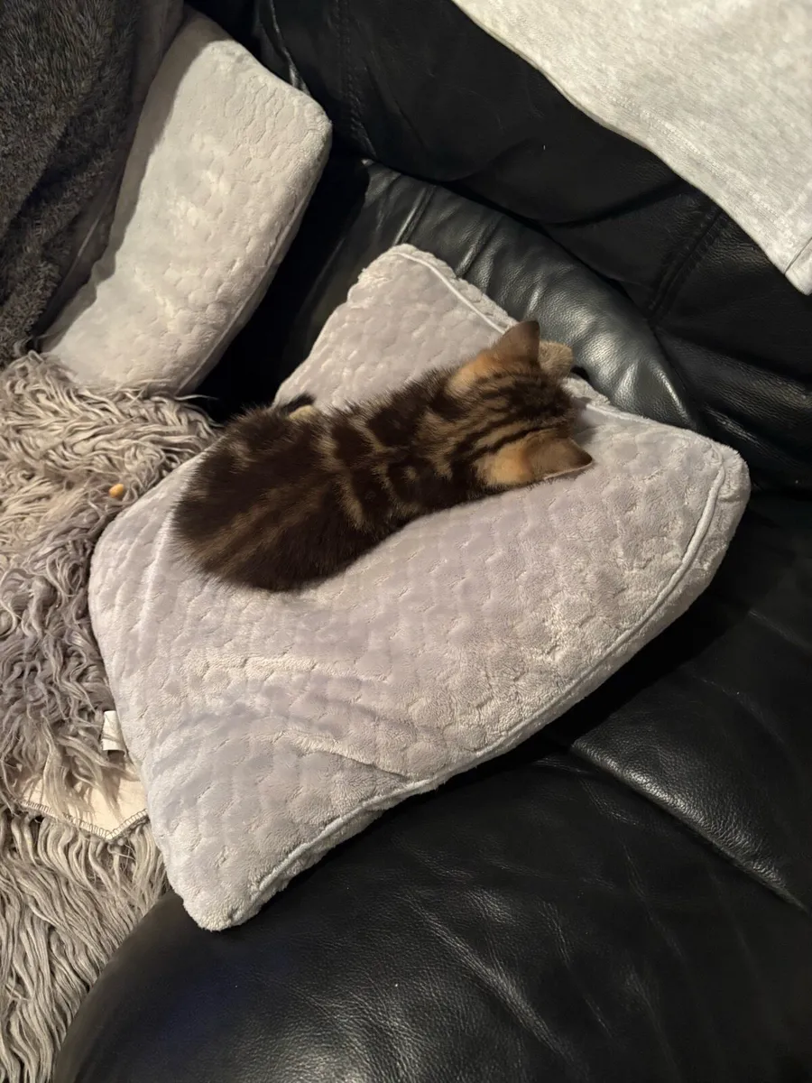 Kitten - Image 2