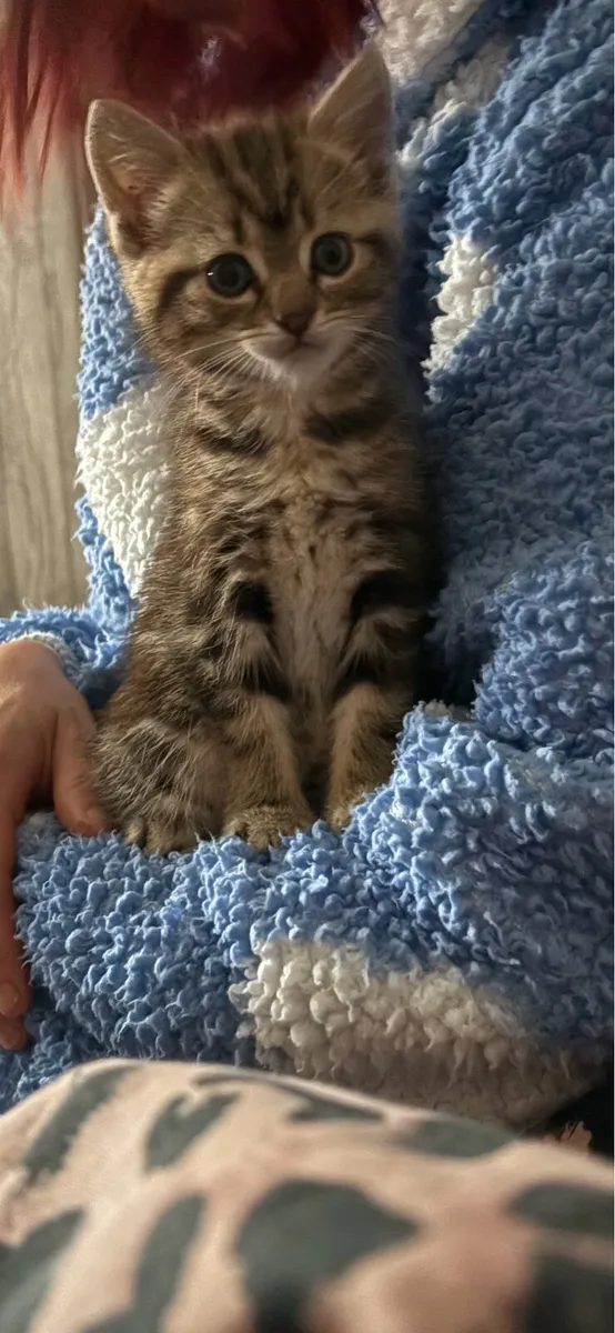 Kitten - Image 3