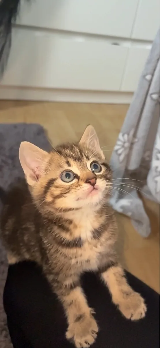 Kitten - Image 4