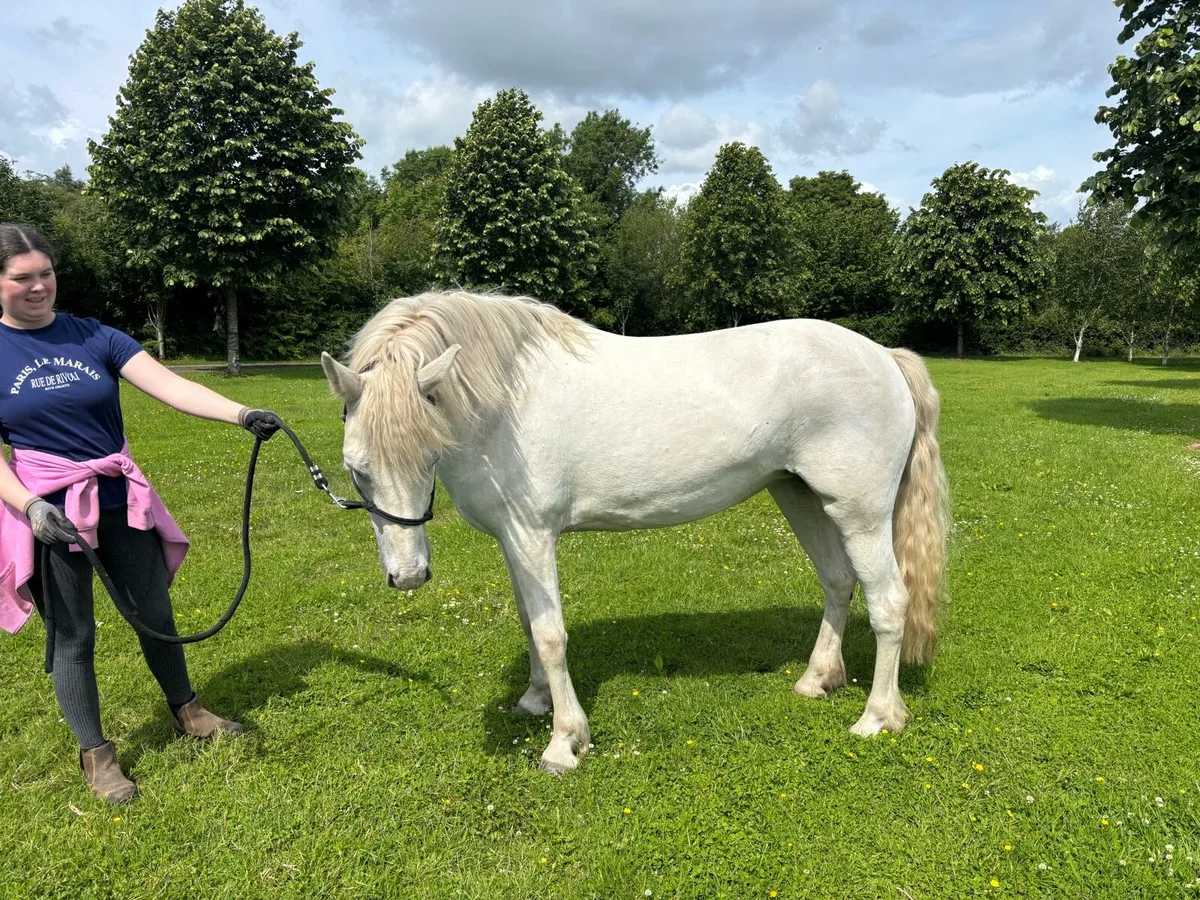 Beautiful 9yrs old Connemara mare available - Image 1