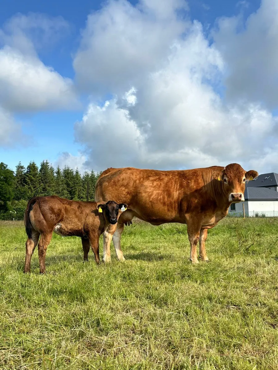 Cows and calves Castlerea Mart Thursday 12th June - Image 1