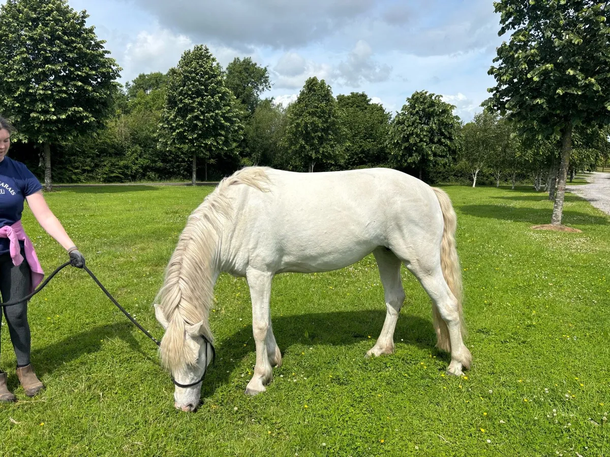 Beautiful 9yrs old Connemara mare available - Image 2