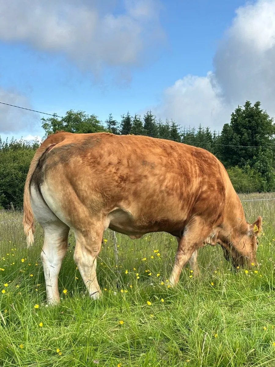 Cows and calves Castlerea Mart Thursday 12th June - Image 2