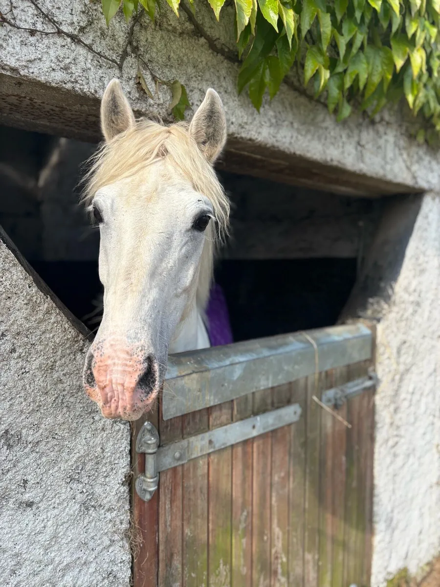 Beautiful 9yrs old Connemara mare available - Image 3