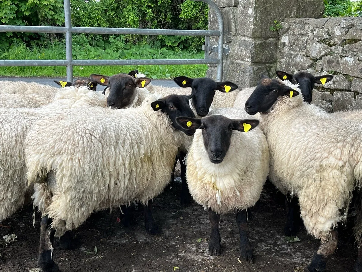 SUFFOLK EWE HOGGETS - Image 1