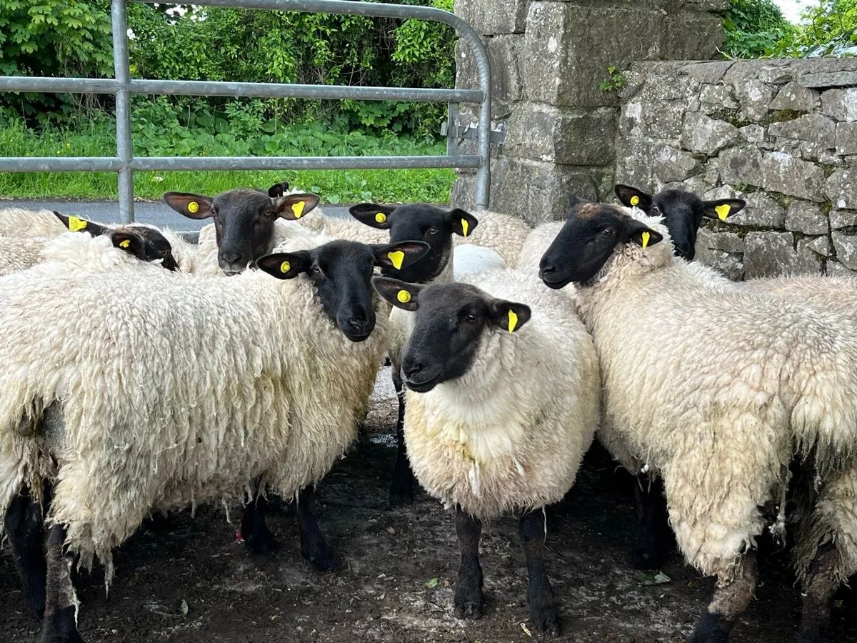 SUFFOLK EWE HOGGETS - Image 2