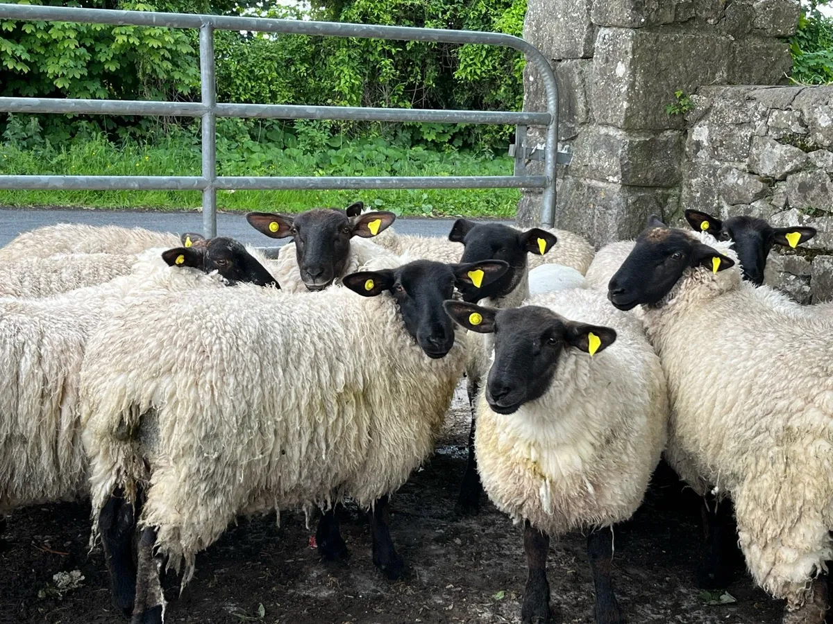 SUFFOLK EWE HOGGETS - Image 3