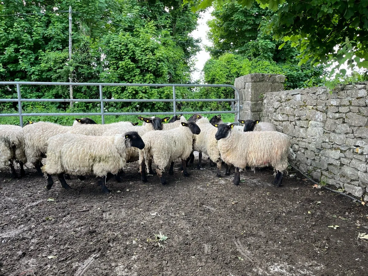 SUFFOLK EWE HOGGETS - Image 4