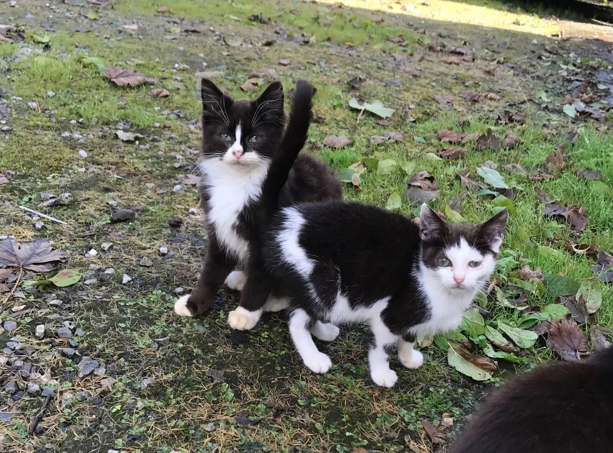 Kittens