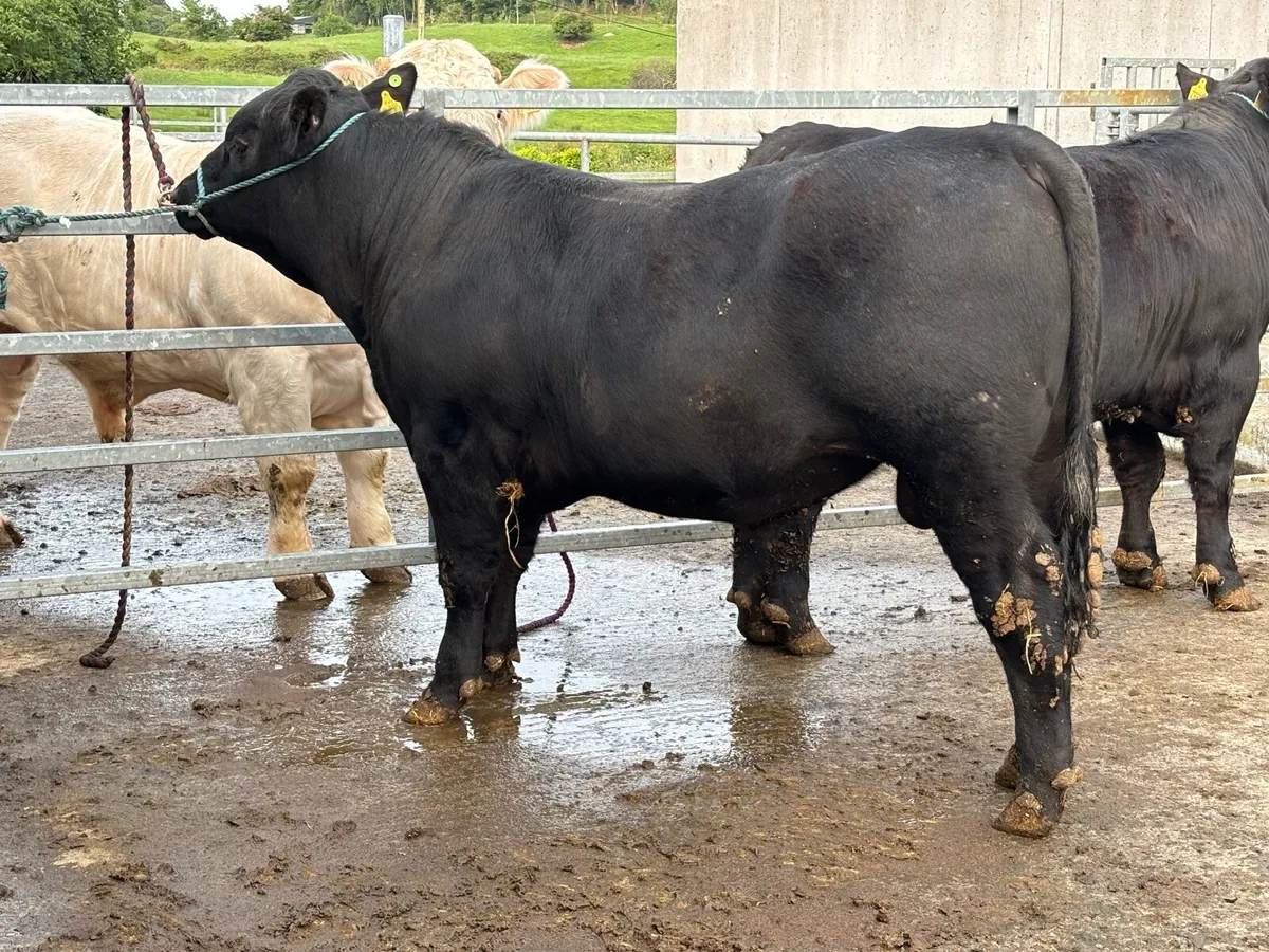 Aberdeen Angus Bulls - Image 1
