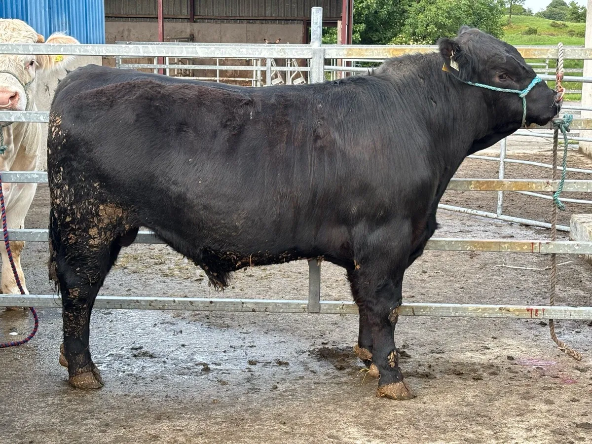 Aberdeen Angus Bulls - Image 2