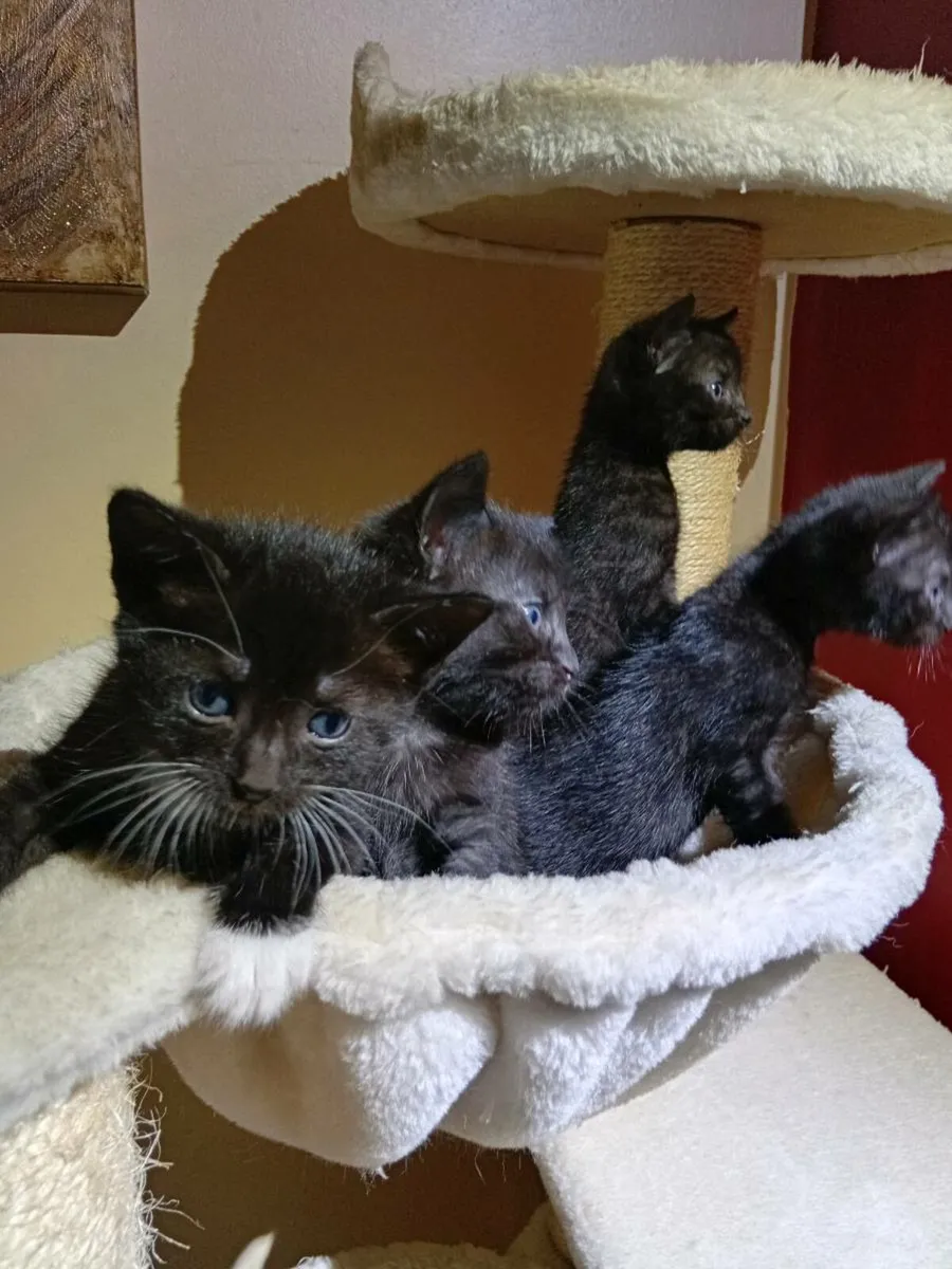 Kittens