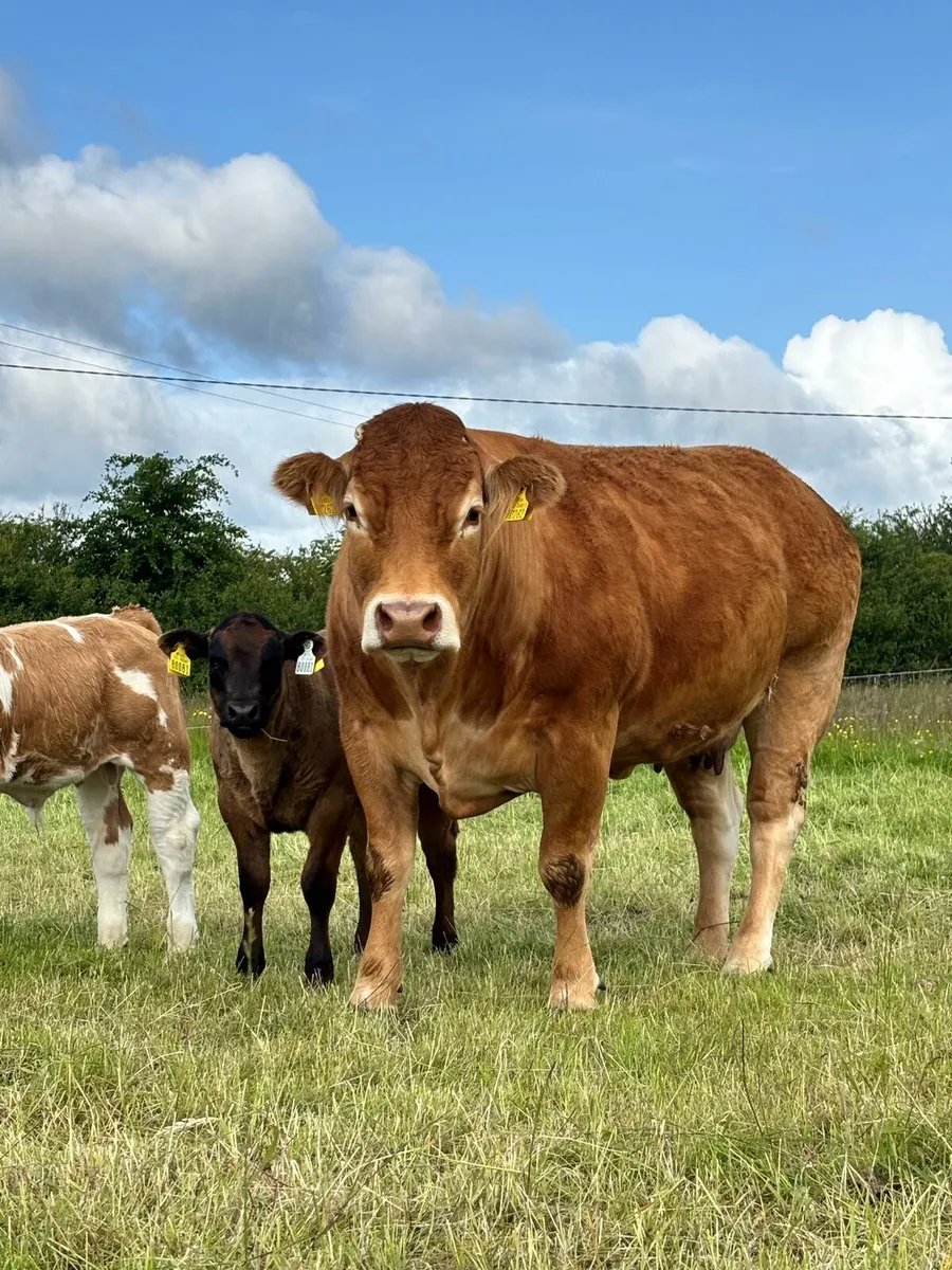Cows and calves Castlerea Mart Thursday 12th June - Image 3