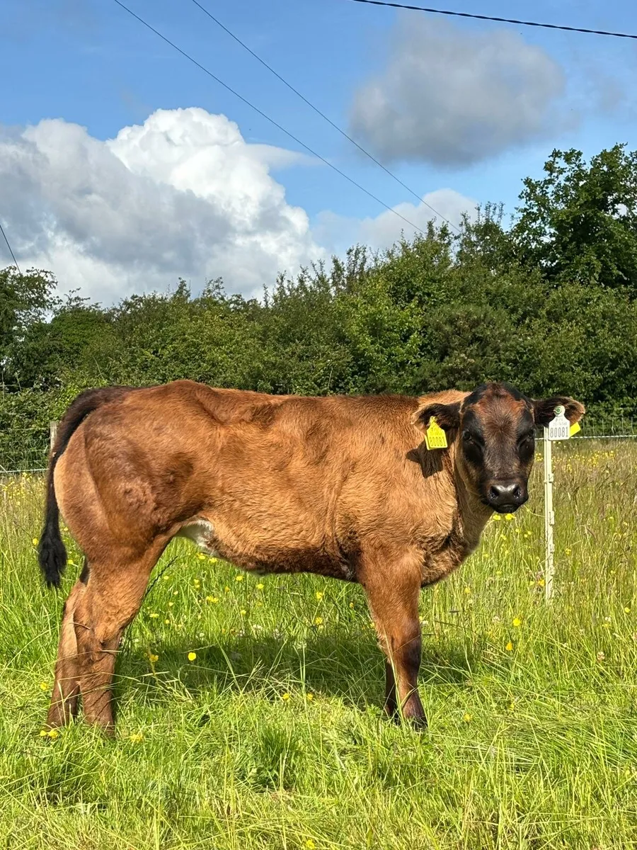 Cows and calves Castlerea Mart Thursday 12th June - Image 4