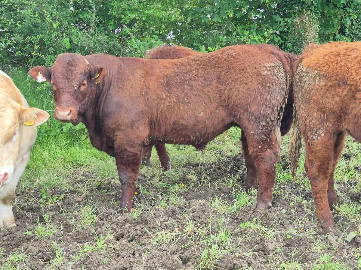 PBR Saler Bulls - Image 2