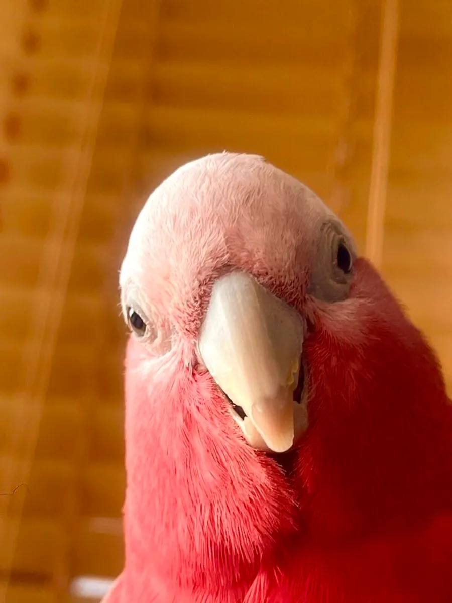 Cockatoo Galah - Image 1