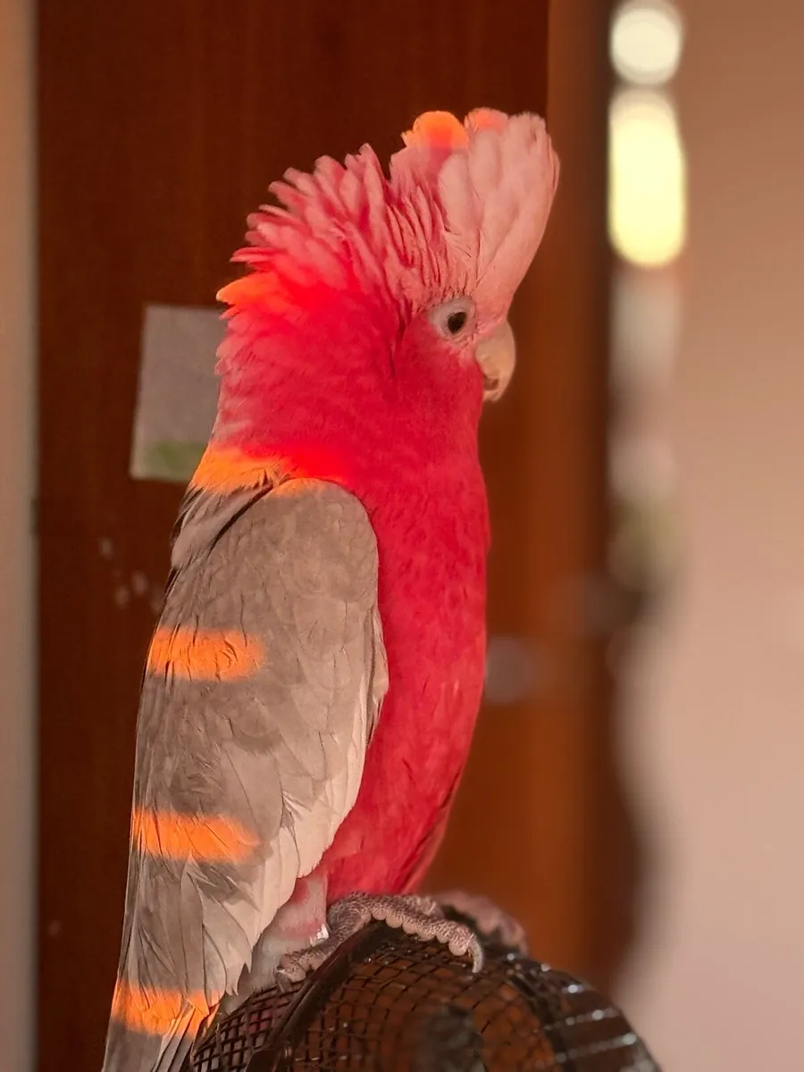 Cockatoo Galah - Image 2