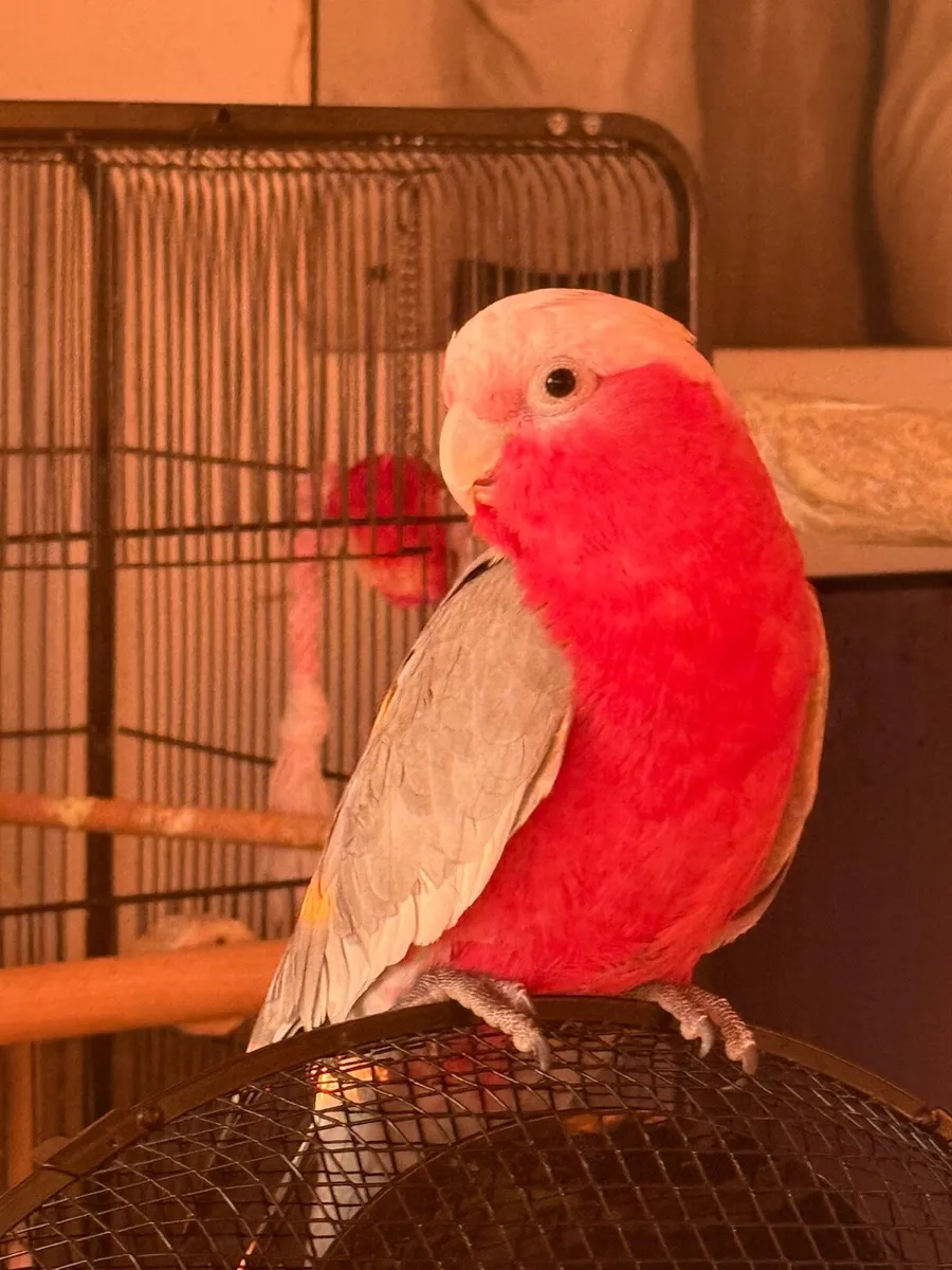 Cockatoo Galah - Image 3