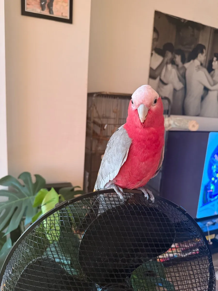 Cockatoo Galah - Image 4