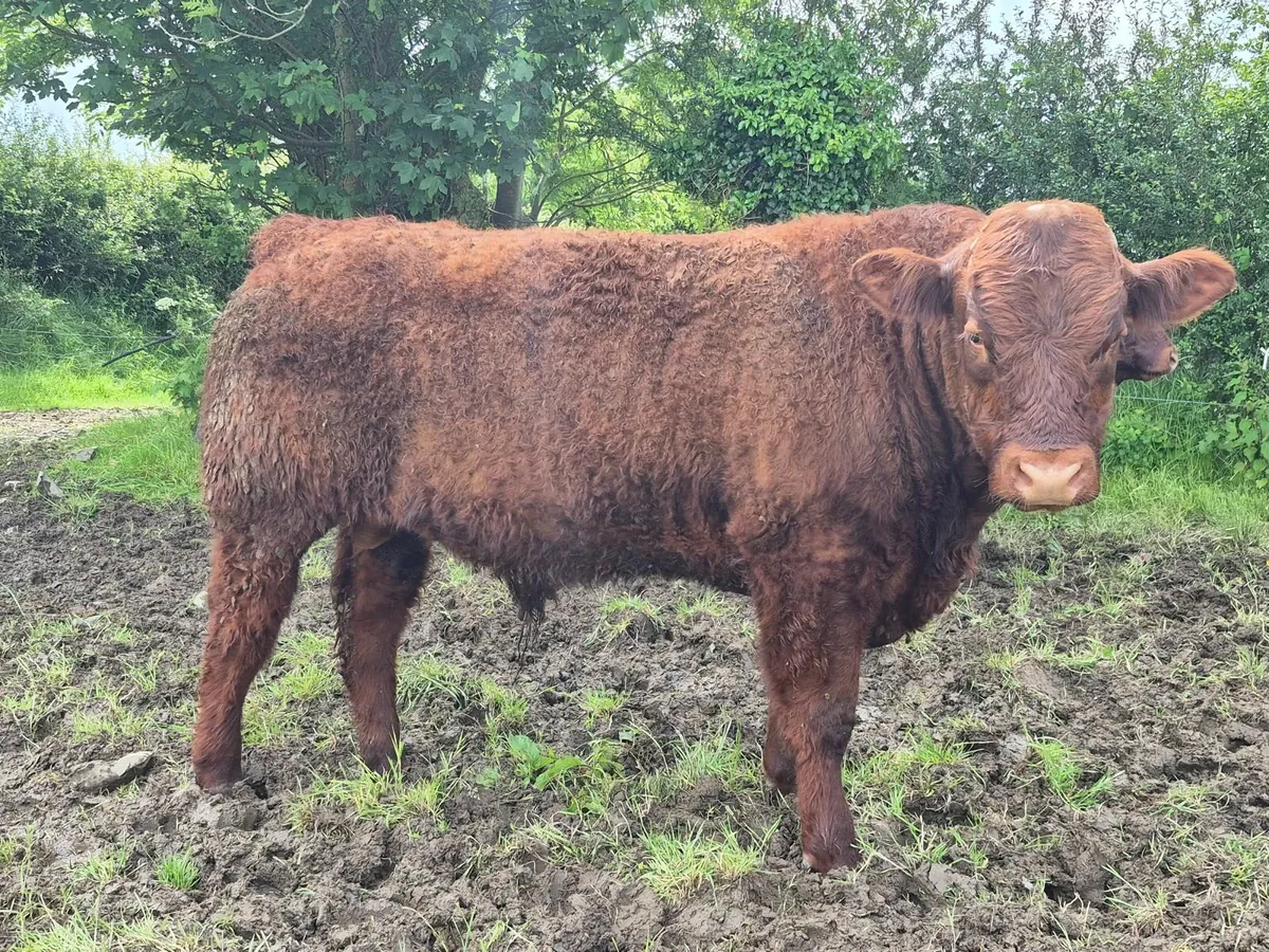 PBR Saler Bulls - Image 1