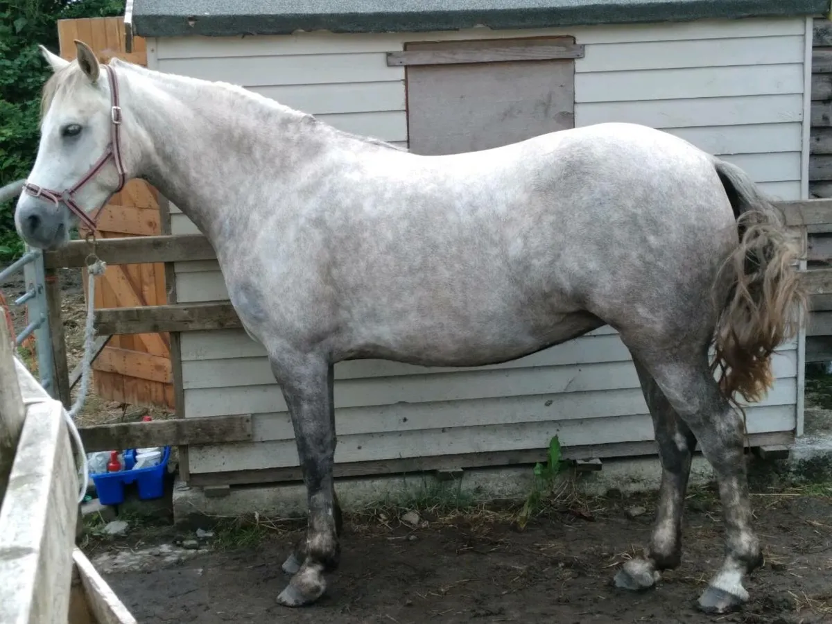 15.1hh Performance Over-height Connemara Mare 4yr - Image 1