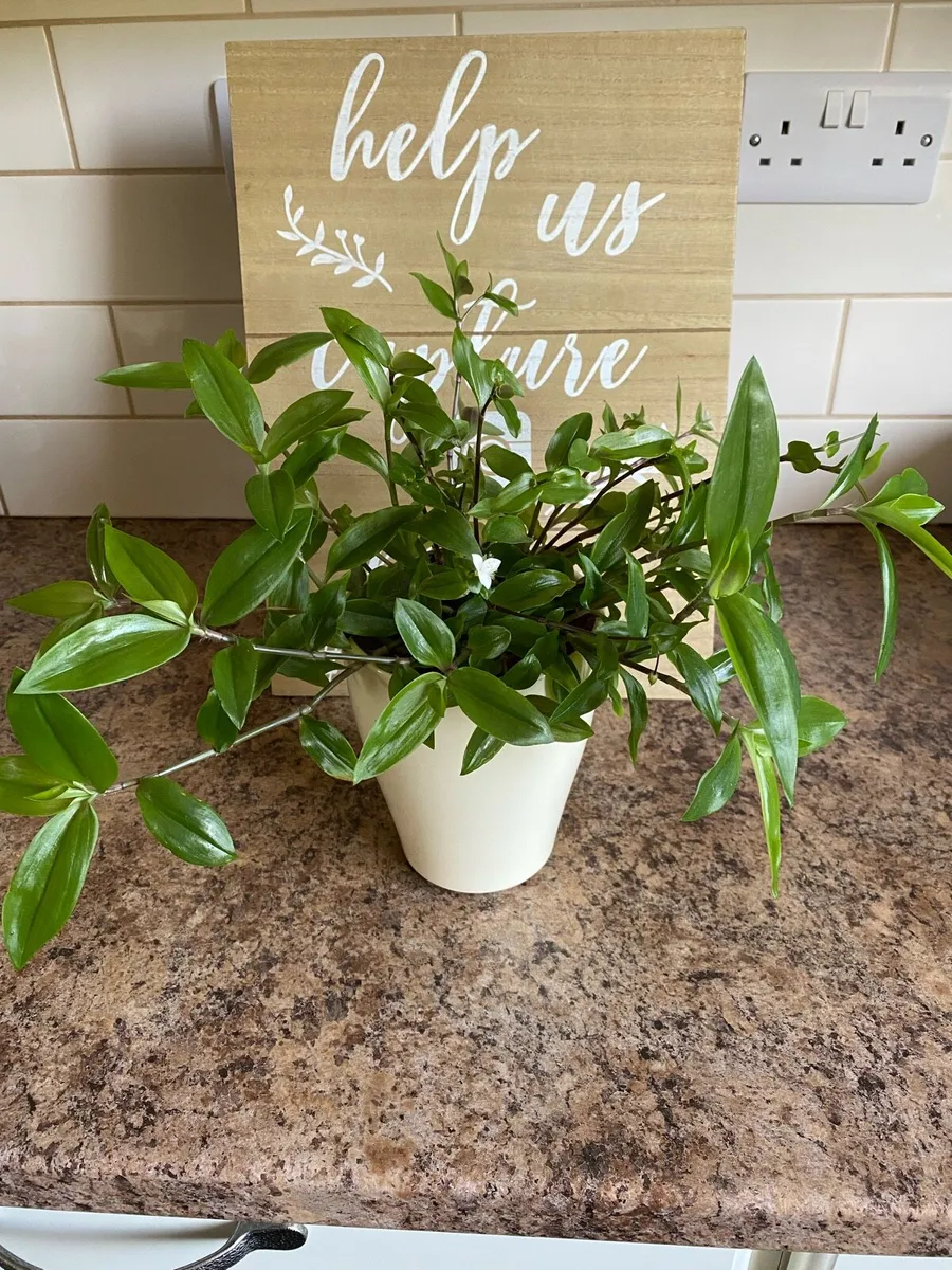 Plant 🪴 Houseplant Tradescantia Fluminensis Green - Image 1