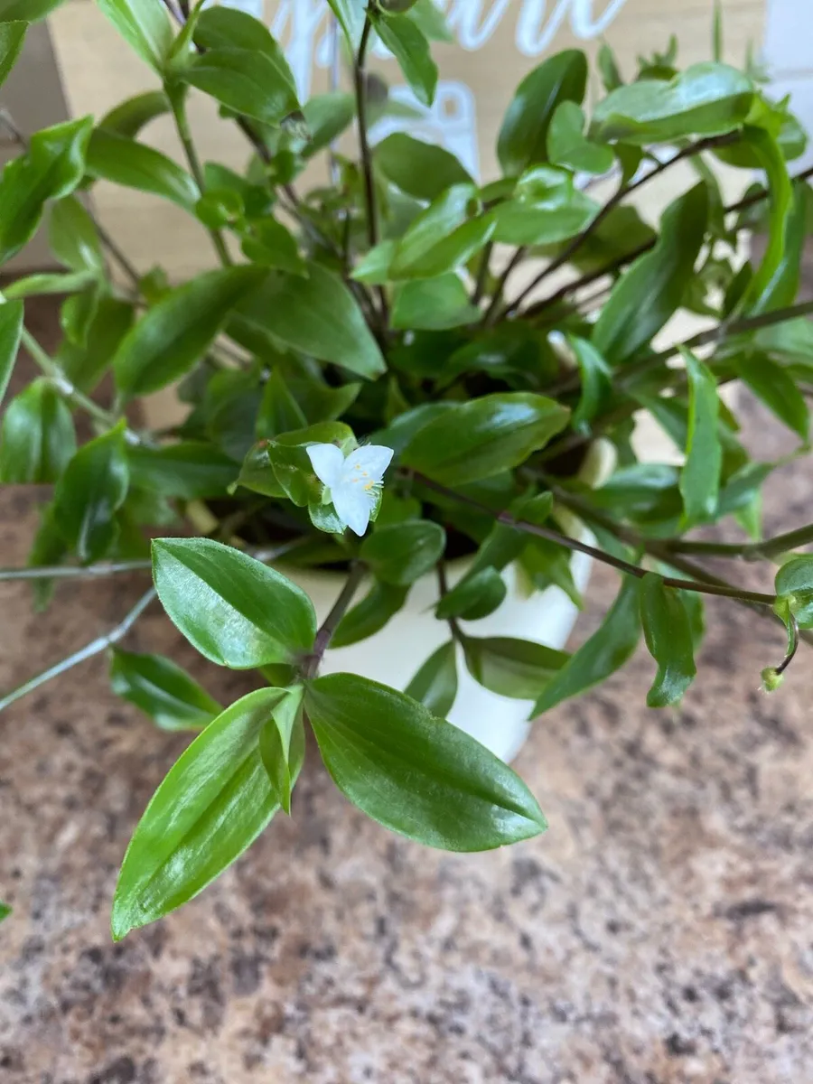 Plant 🪴 Houseplant Tradescantia Fluminensis Green - Image 3