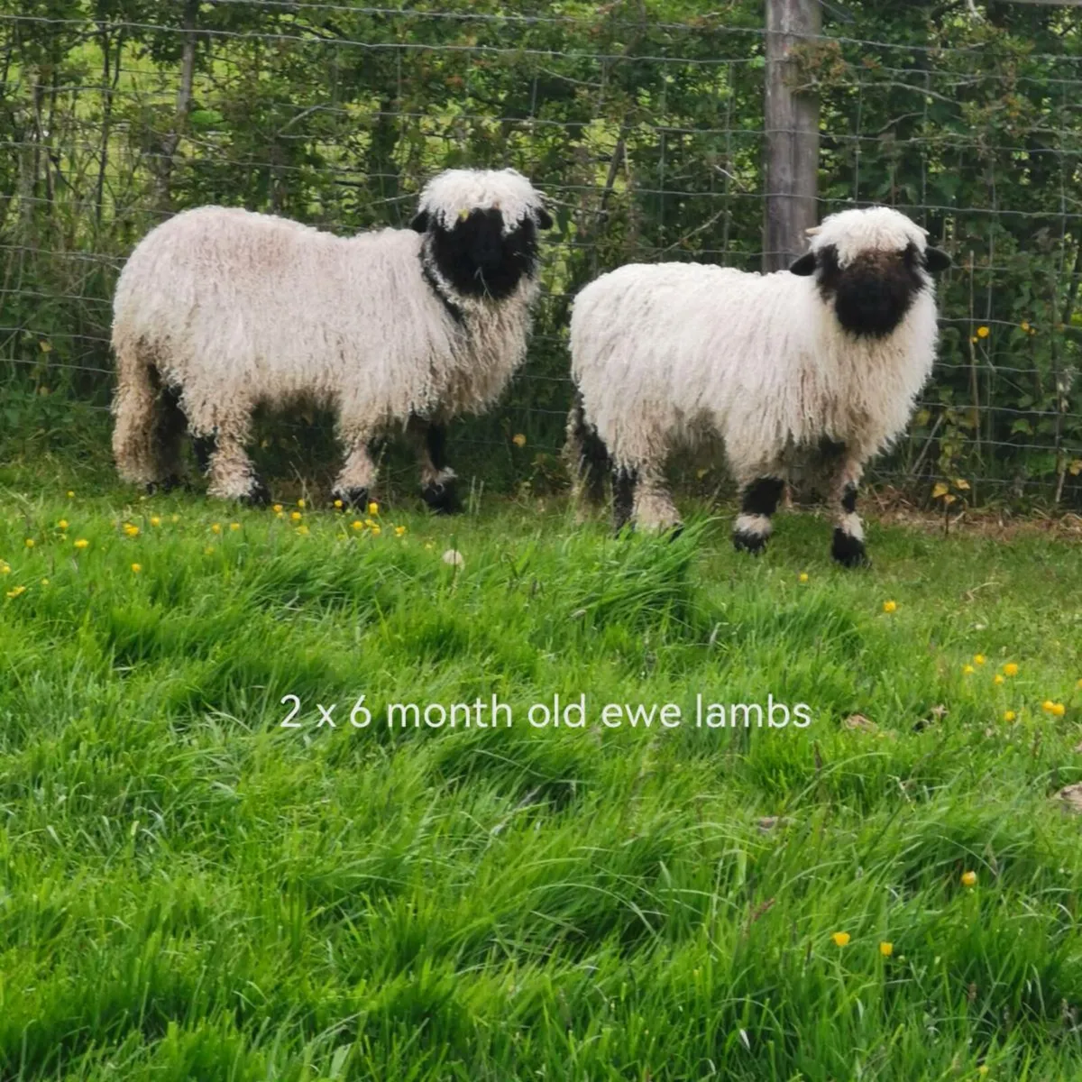 Valais Blacknose Sheep - Image 4