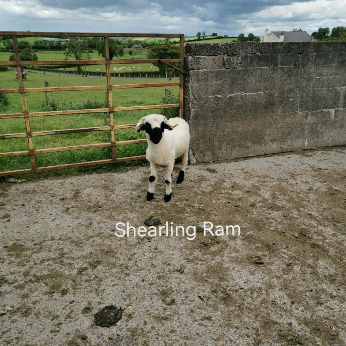 Valais Blacknose Sheep - Image 3