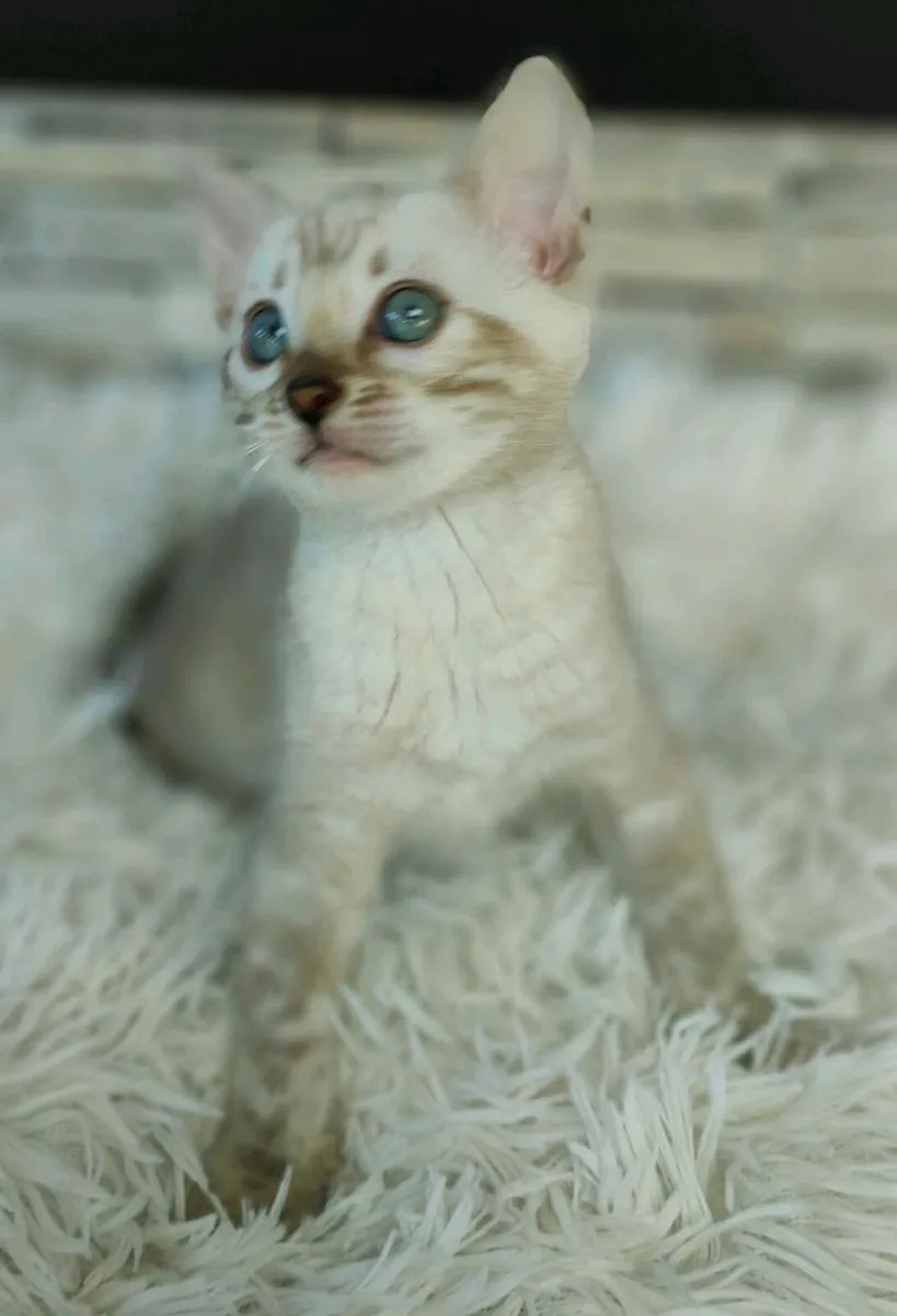 Bengal Kitten - Image 1