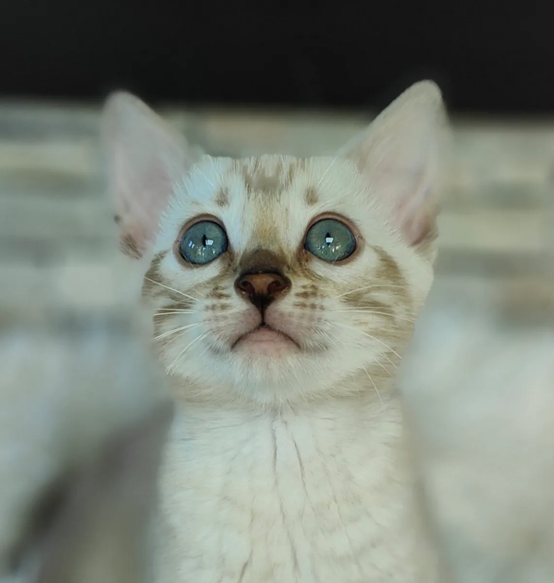 Bengal Kitten - Image 2