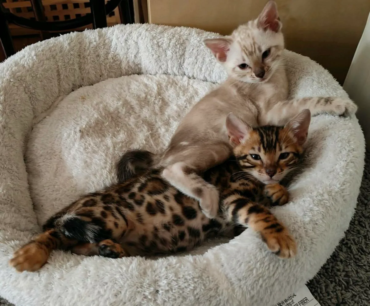 Bengal Kitten - Image 3