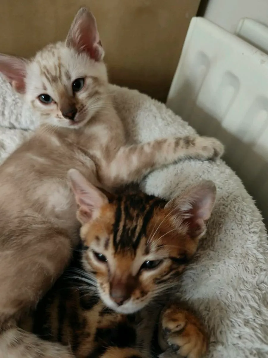 Bengal Kitten - Image 4
