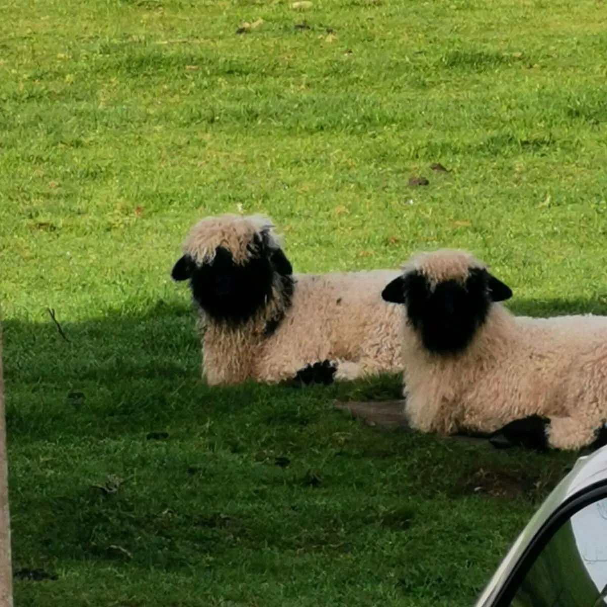 Valais Blacknose Sheep - Image 1