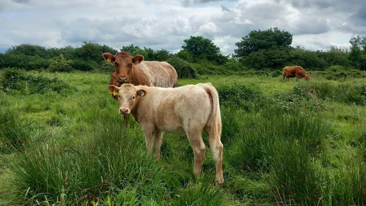 Roan cow & heifer calf - Image 2