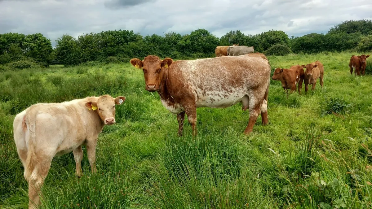 Roan cow & heifer calf - Image 3