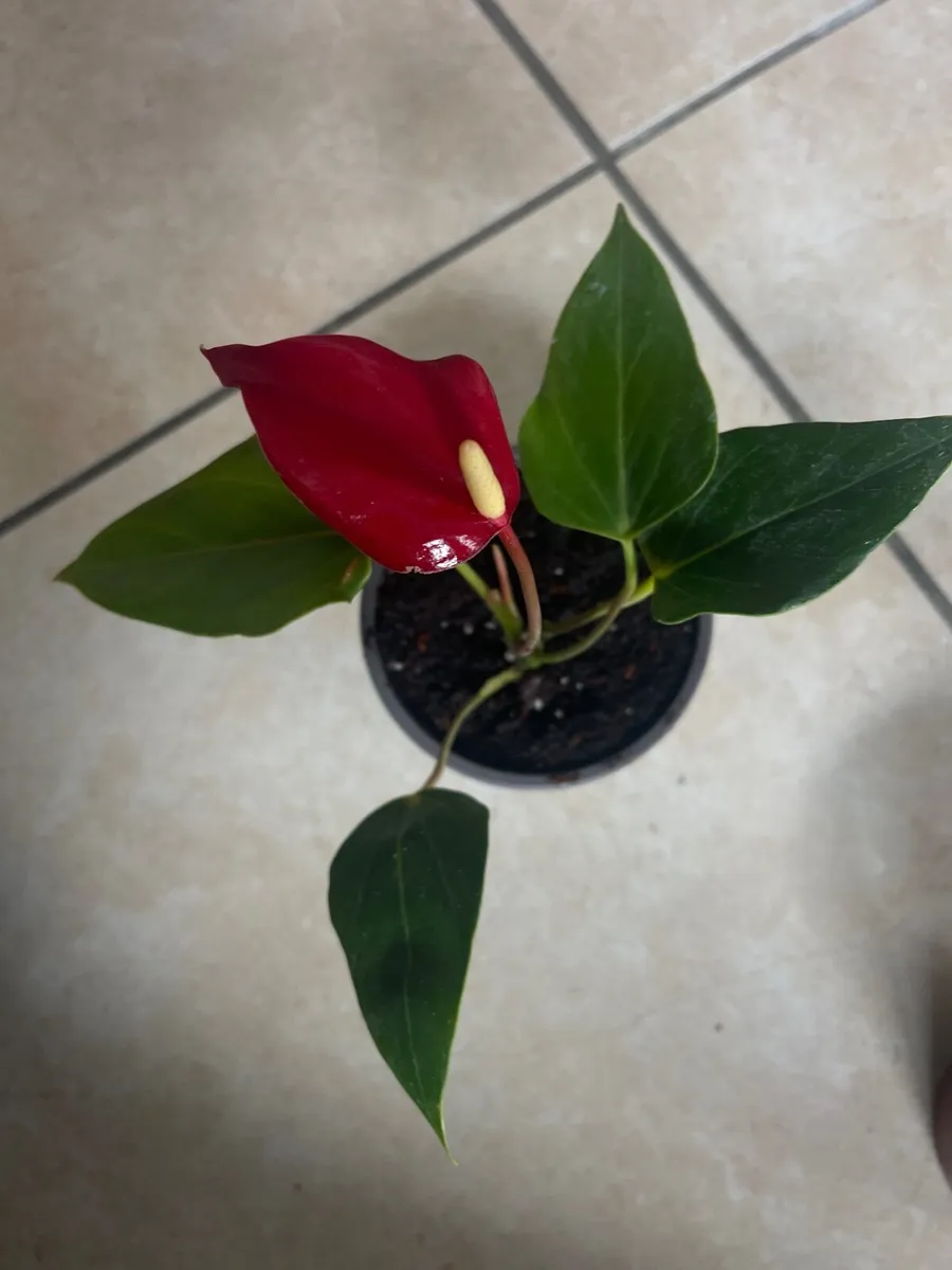 Indoor plants - Image 1