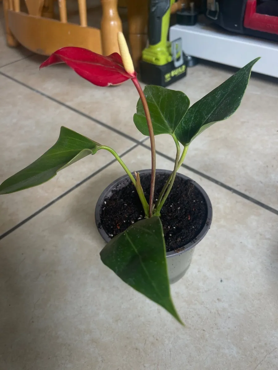 Indoor plants - Image 2