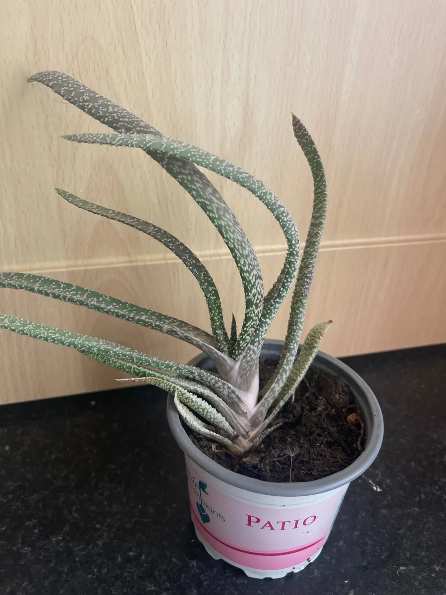 Indoor plants - Image 3