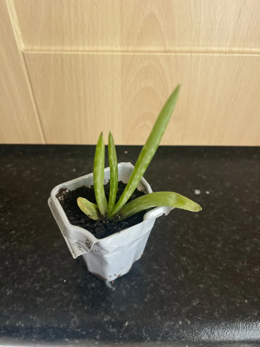 Indoor plants - Image 4