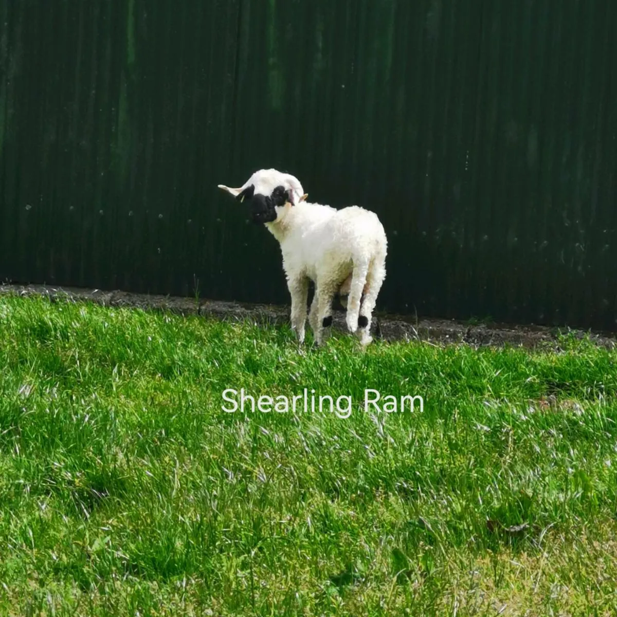 Valais Blacknose Sheep - Image 4