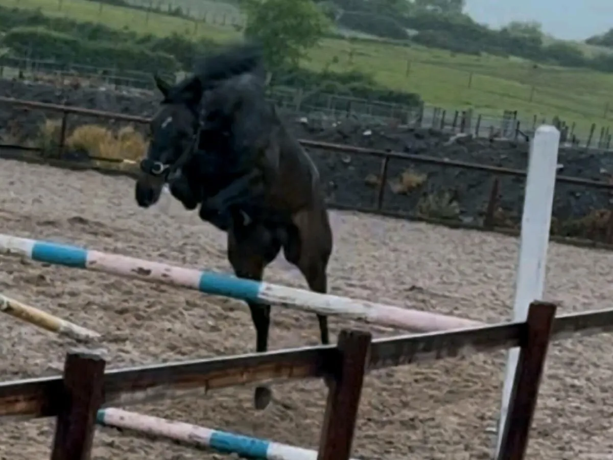 Perfect project pony - Image 1