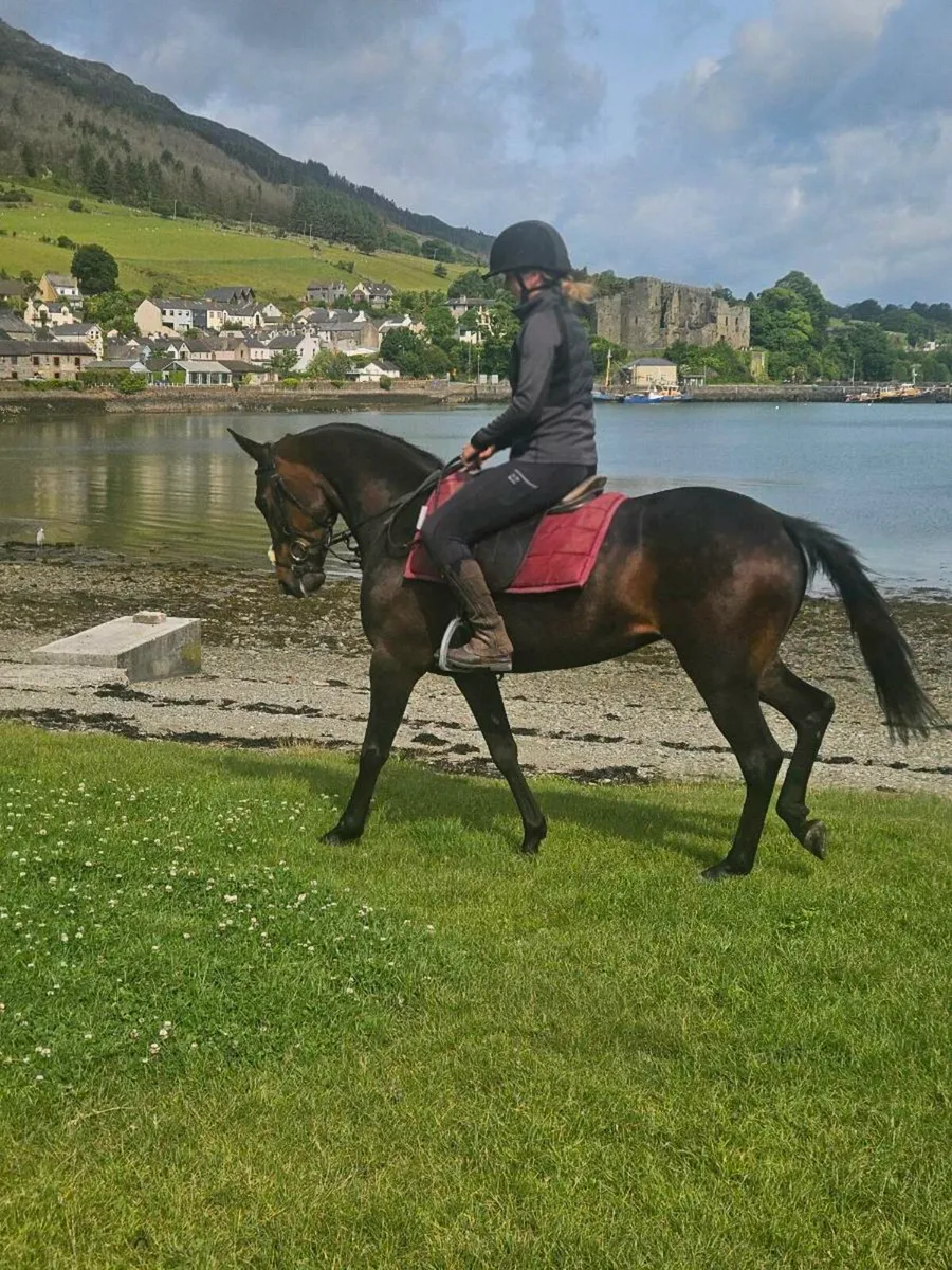 Perfect project pony - Image 2